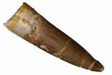 Bargain, Fossil Plesiosaur (Zarafasaura) Tooth - Morocco #186194-1